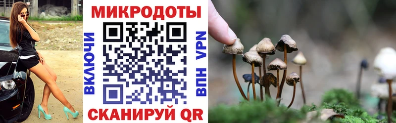 как найти наркотики  Тайшет  Галлюциногенные грибы Psilocybe 