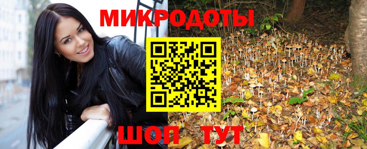 Псилоцибиновые грибы Psilocybe Тайшет